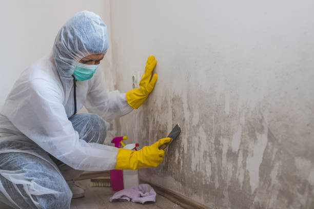 Best Commercial Mold Removal  in Bratenahl, OH