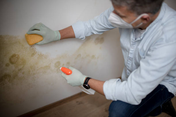 Best Local Mold Removal Service  in Bratenahl, OH