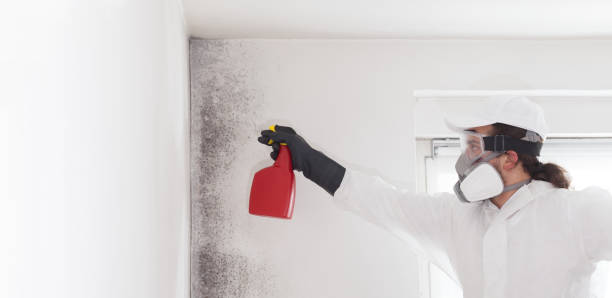 Best Attic Mold Removal  in Bratenahl, OH