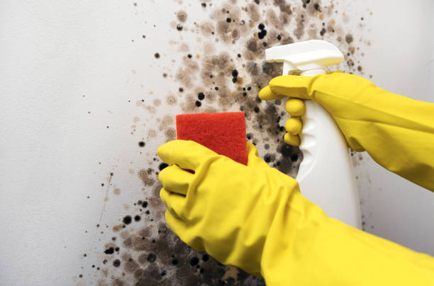 Best Black Mold Removal  in Bratenahl, OH