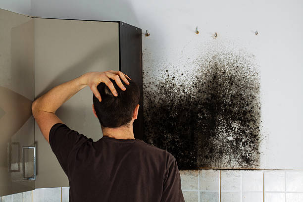 Best Attic Mold Removal  in Bratenahl, OH