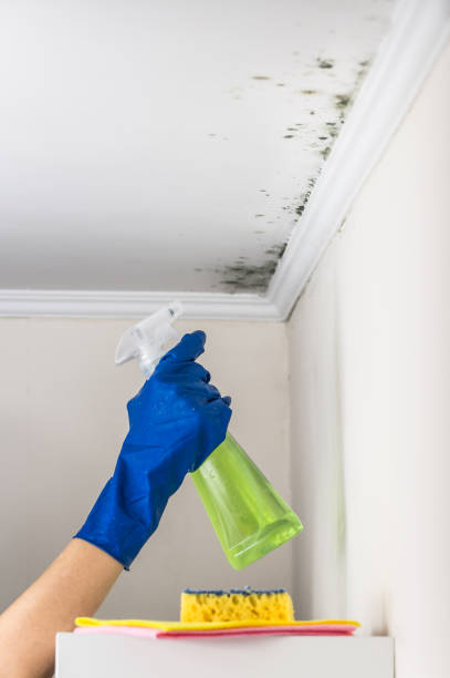 Best Commercial Mold Removal  in Bratenahl, OH